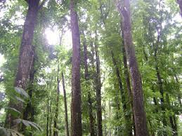 Dalam Rentang 60 Tahun Hutan Indonesia Berkurang 50 Persen 